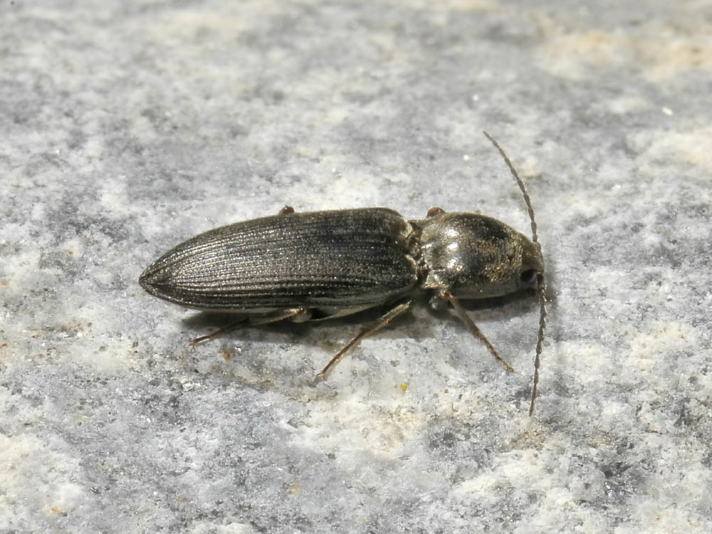 Dicronychus cinereus (Elateridae)